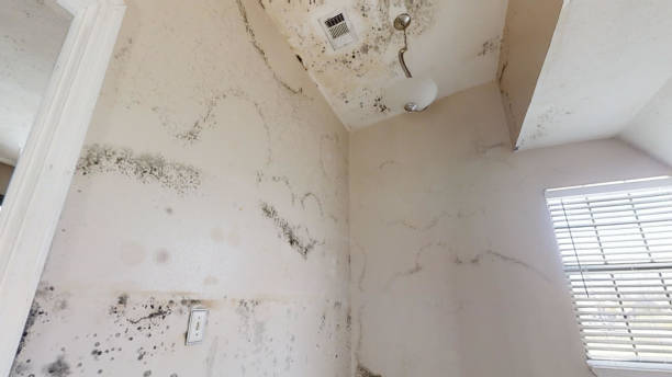 Best Crawl Space Mold Remediation  in Choteau, MT