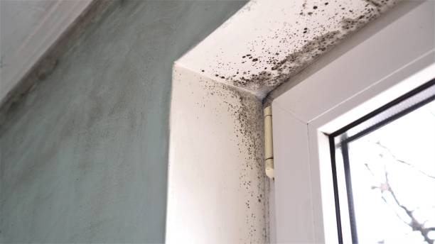 Best Comprehensive Air Testing for Mold Contaminants  in Choteau, MT