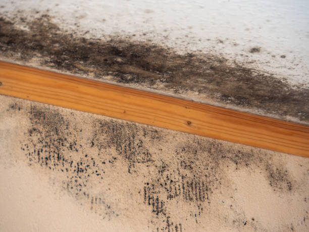 Best Industrial Mold Remediation  in Choteau, MT
