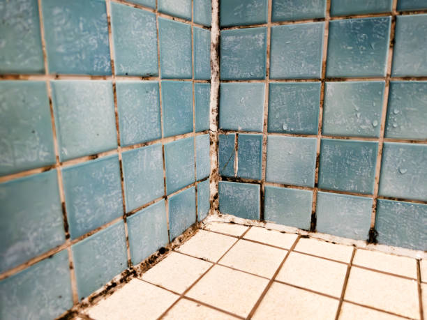 Best HVAC Mold Inspection and Cleaning  in Choteau, MT