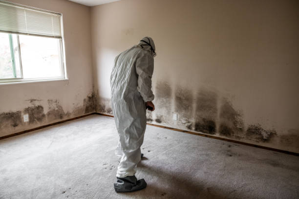 Best Black Mold Removal  in Choteau, MT
