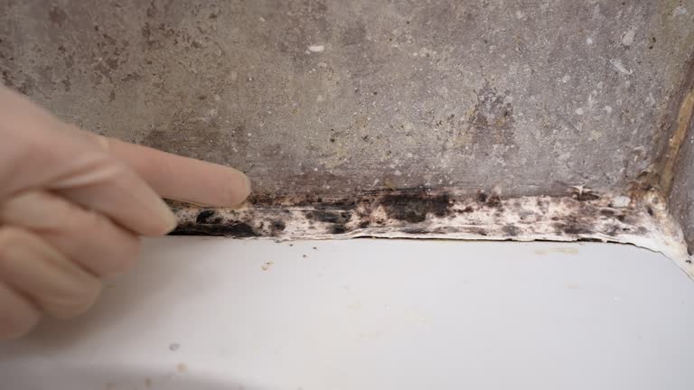 Best Mold Removal for HVAC Installations  in Choteau, MT