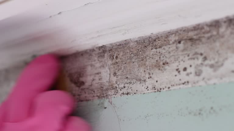 Best Residential Mold Inspection & Testing  in Choteau, MT